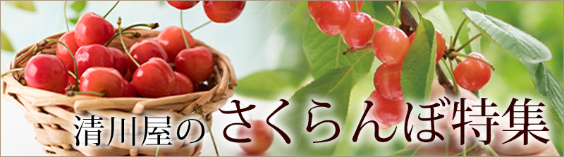 さくらんぼ特集