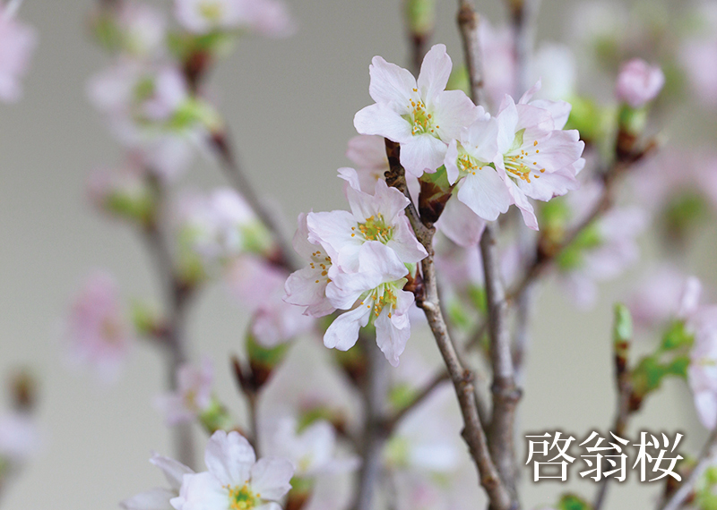 啓翁桜 清川屋 啓翁桜 清川屋