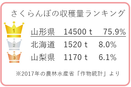 さくらんぼコラム 清川屋 さくらんぼコラム 清川屋
