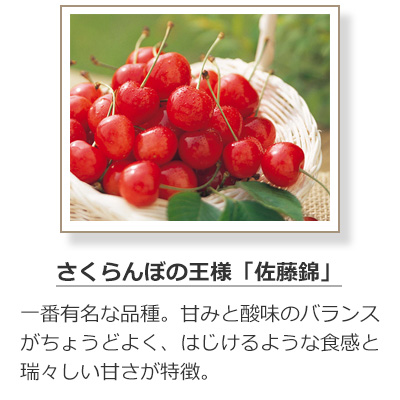 さくらんぼの品種-佐藤錦