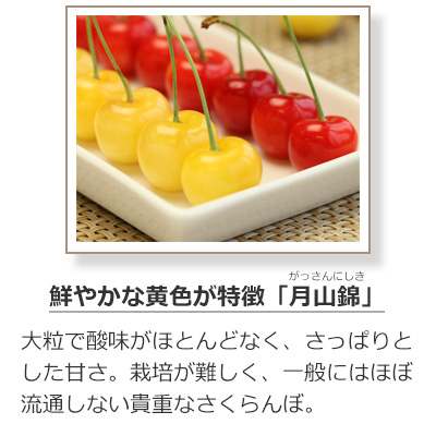 さくらんぼの品種-月山錦