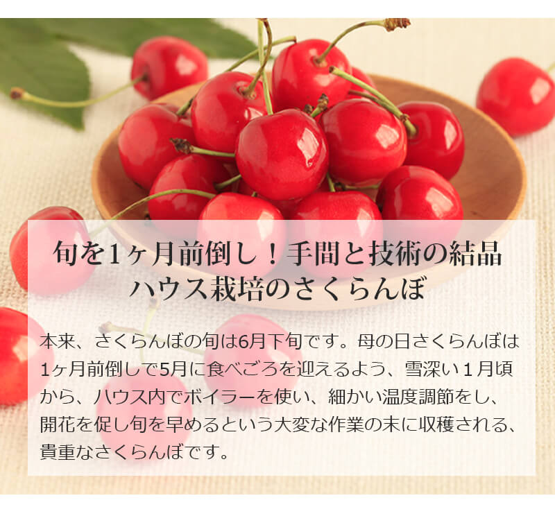 母の日さくらんぼ 化粧箱入 清川屋