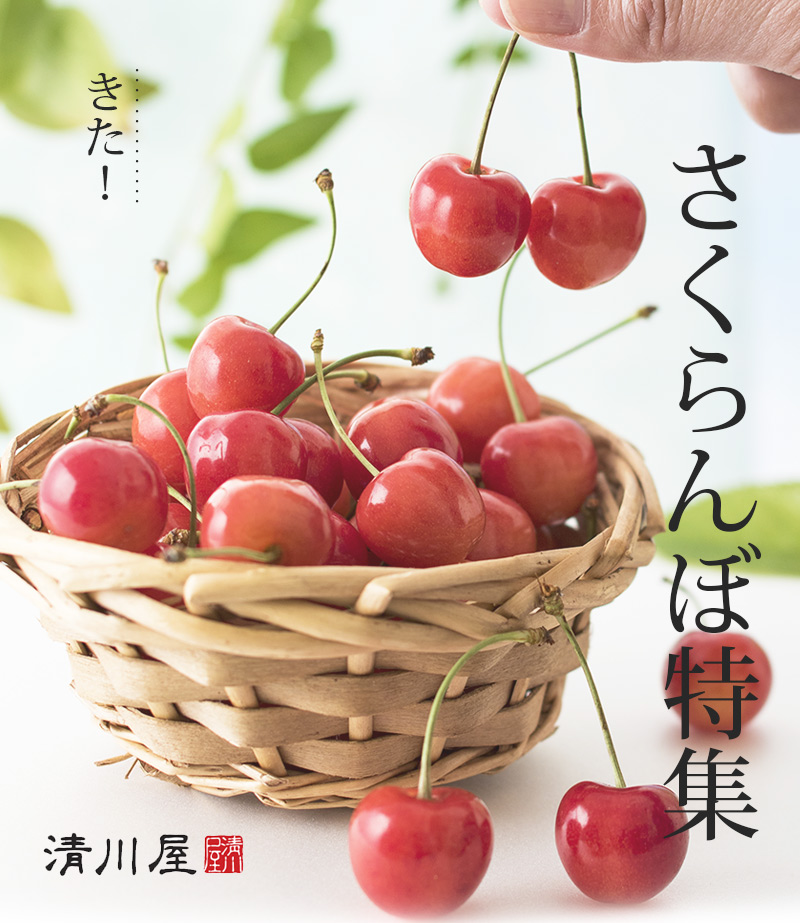 山形さくらんぼ通販お取り寄せなら 取扱い実績30年の清川屋