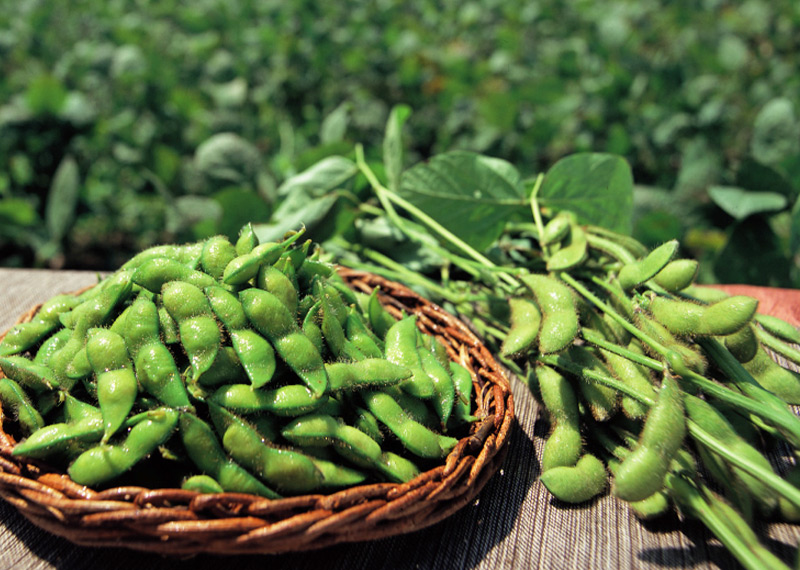 枝付き 白山村産 だだちゃ豆 2把入 本豆 8月中 下旬お届け 発祥の地のブランド 枝豆 清川屋のダダチャ豆 白山だだちゃ豆 茶豆 枝付き 清川屋
