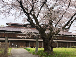 松ヶ岡開墾場の桜　2020年4月13日