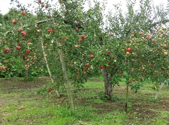 もうすぐ収穫！山形県朝日町和合平 清野さんのりんご「つがる」