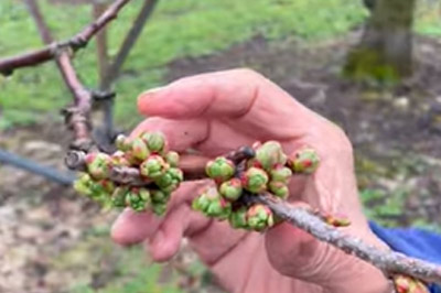 山形さくらんぼを巡る その1 － 花咲く前のひとしごと　※動画あり