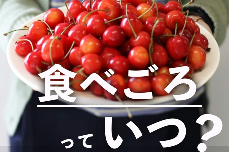 届いたさくらんぼの食べ頃っていつ？お客様からの質問です