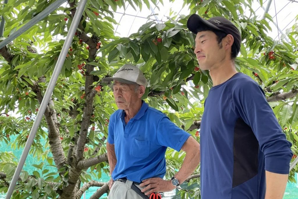 さくらんぼ農家のお父さんと息子さん