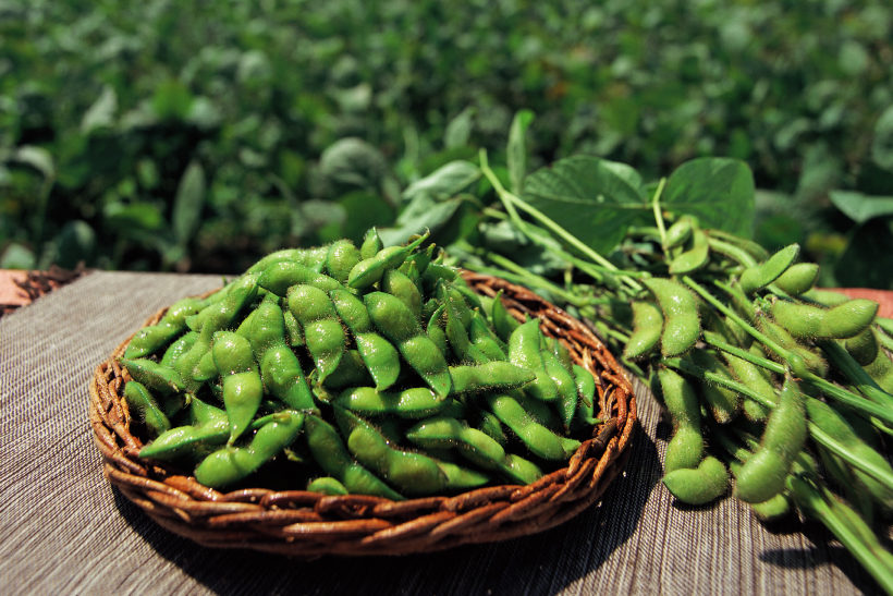 だだちゃ豆」とは？枝豆との違い、栽培、収穫時期｜清川屋