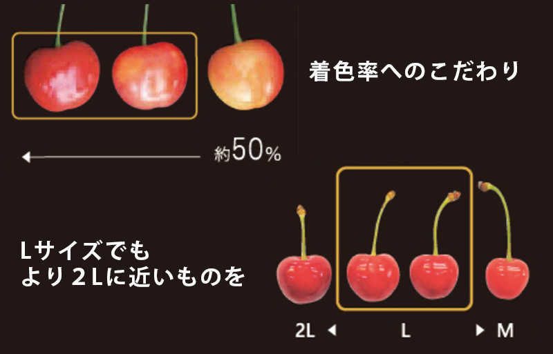 着色率50％以上、サイズはLサイズの中でもより2Lに近いものを選別しています