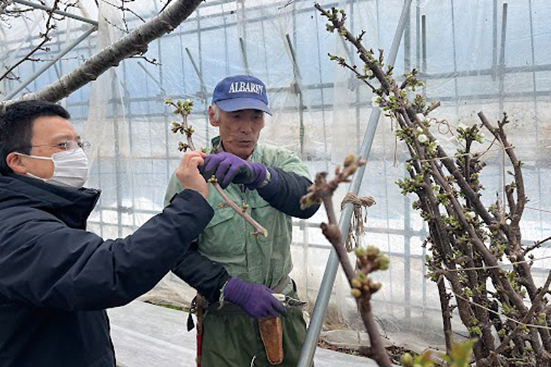 農家さんの試行錯誤のワザ光る…!?ハウス栽培のさくらんぼ見学に行ってきました！【清川屋よみもの】　24.03.23