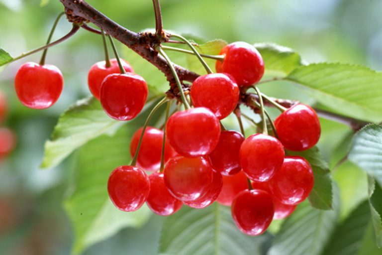 さくらんぼイメージ