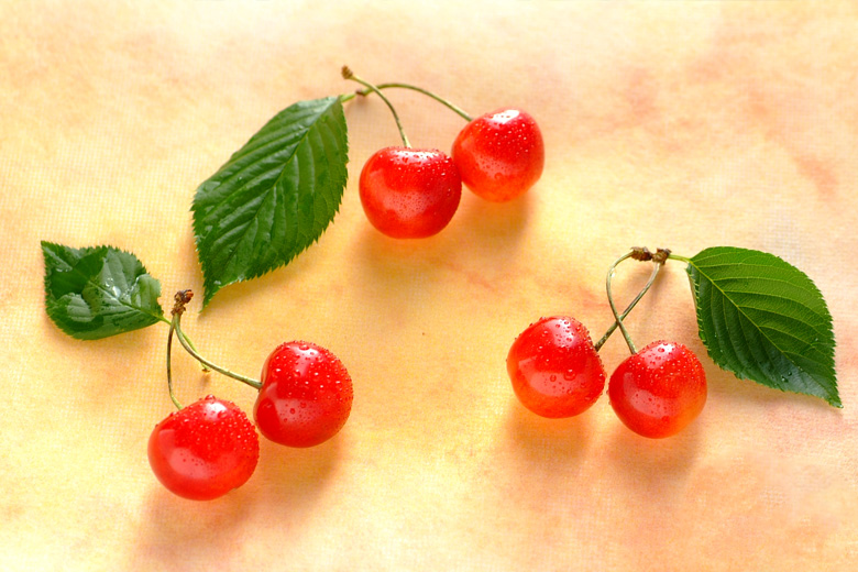 何種類知ってる？山形さくらんぼの品種一覧 期待の新品種「やまがた紅  