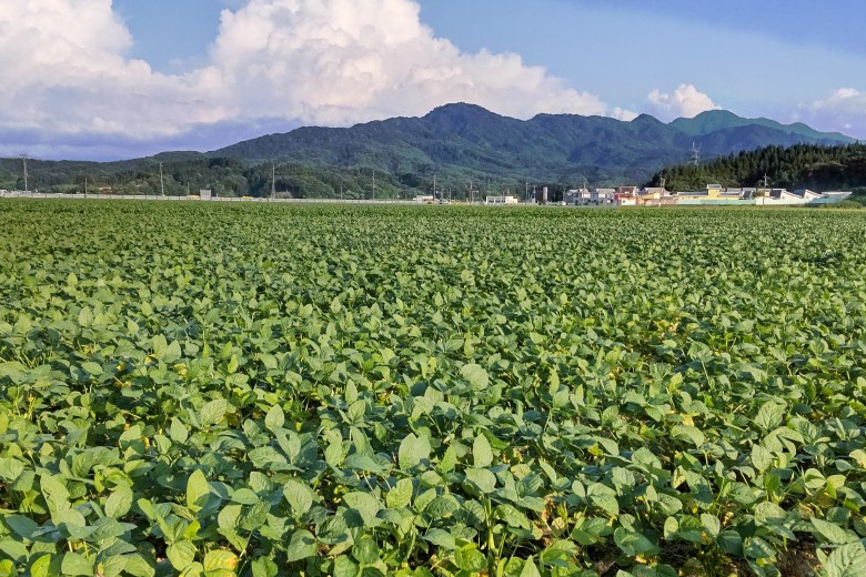 今だけの風景！一面のだだちゃ豆畑〈7/21産地情報〉