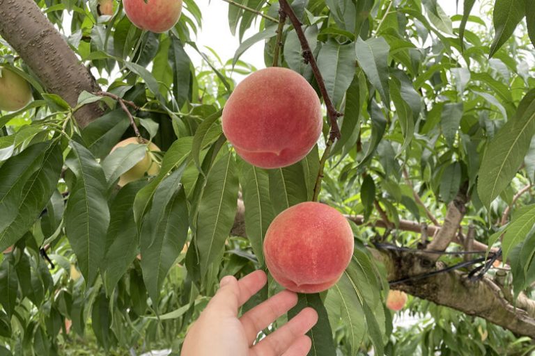 太陽のあかつき 桃 6～8玉 山形県産もも濃厚な甘さの桃｜清川屋