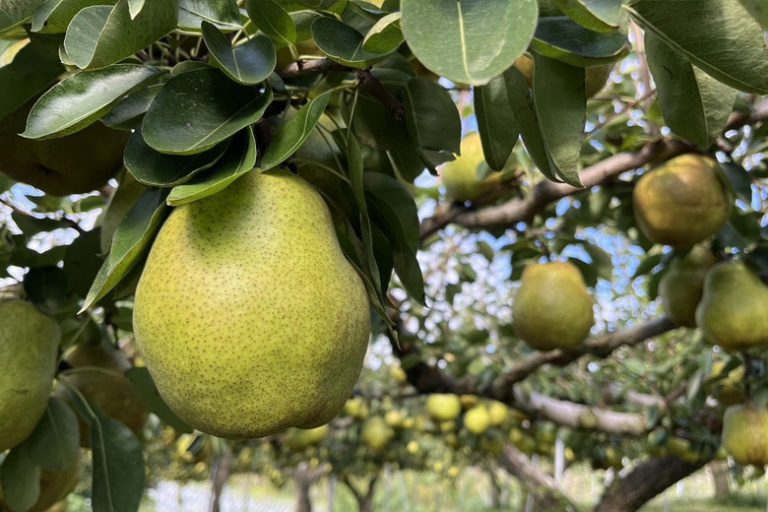 マルホ観光果樹園のラフランス