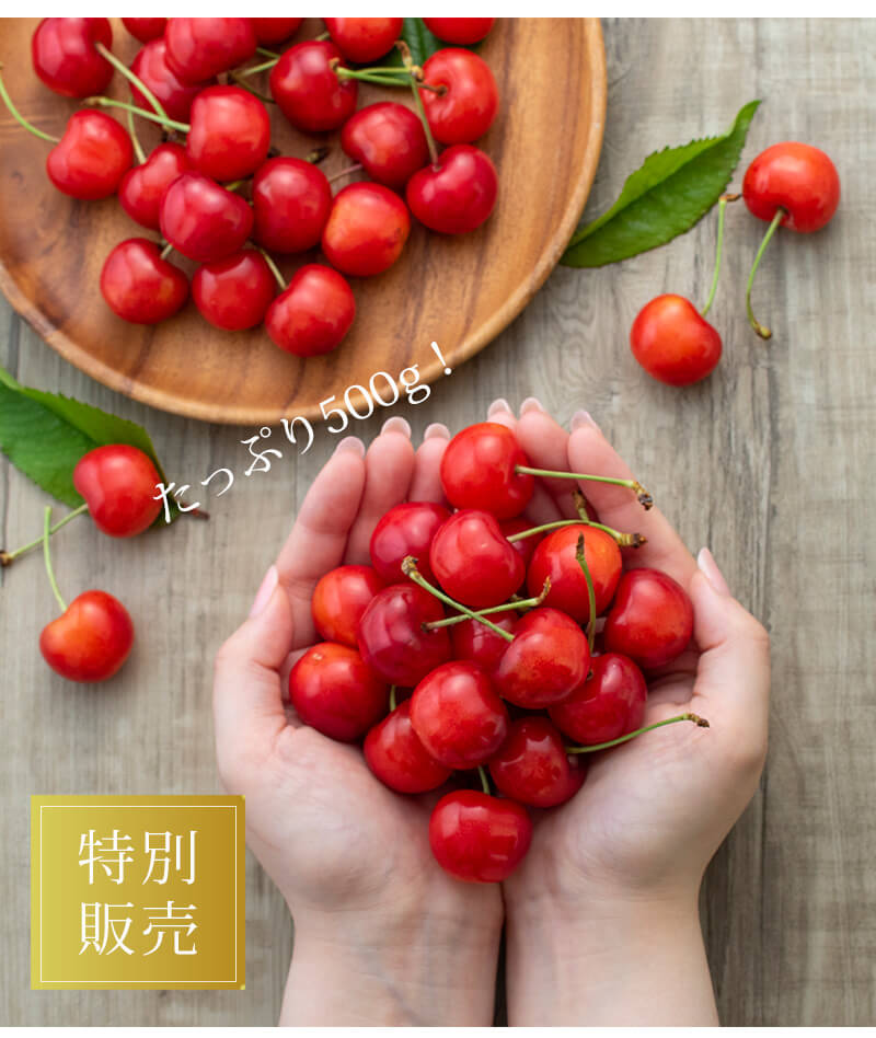 【特別なお知らせ】さくらんぼ500gが送料無料！初夏の味覚を至福体験しませんか？【清川屋】25.4.30