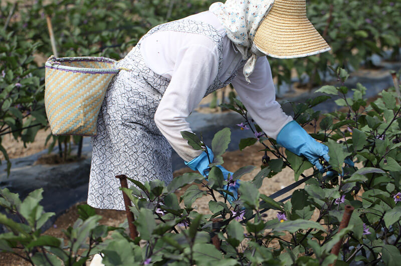 民田茄子の収穫
