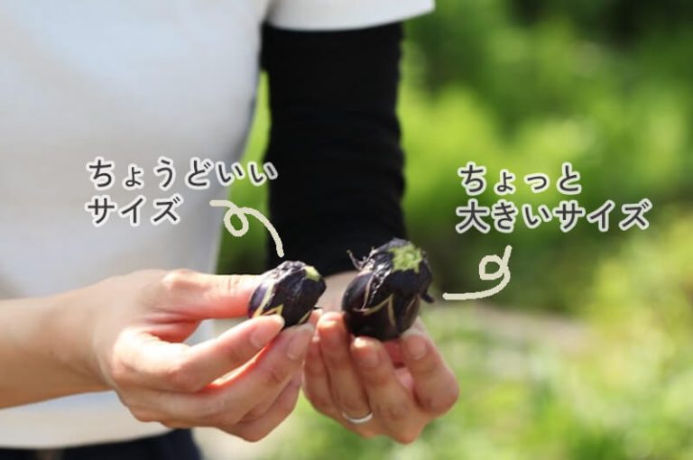 民田茄子の大きさ比べ