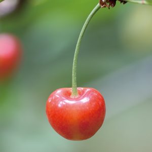 おいしいをシェアしよう！清川屋の温室そだちさくらんぼ ラインナップ